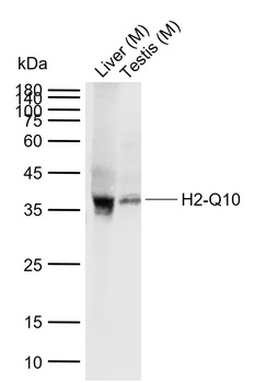 H2-Q10 antibody