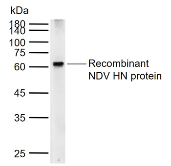 NDV HN Rabbit Polyclonal Antibody