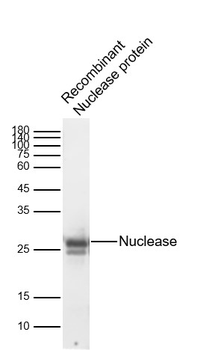 Serratia marcescens Nuclease Rabbit Polyclonal Antibody