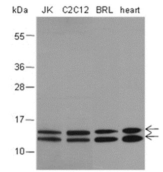 Mono-Methyl-Histone H4/H2A (Arg3) Rabbit Polyclonal Antibody