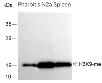 Mono-Methyl-Histone H3 (Lys9) Rabbit Polyclonal Antibody