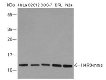 Mono-Methyl-Histone H4 (Arg3) Mouse Monoclonal Antibody