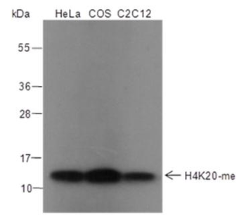 Mono-Methyl-Histone H4 (Lys20) Rabbit Polyclonal Antibody