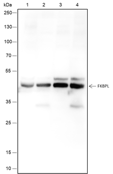 FKBPL Recombinant Mouse Monoclonal Antibody