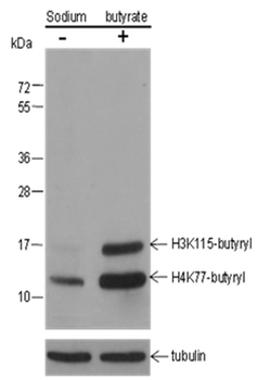Butyryl-Histone H3 (Lys115) / H4 (Lys77) Rabbit Polyclonal Antibody