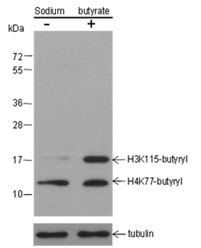Butyryl-Histone H3 (Lys115) / H4 (Lys77) Rabbit Polyclonal Antibody