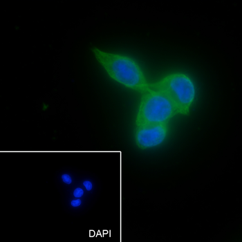FAF2 Recombinant Mouse Monoclonal Antibody