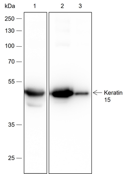 Keratin 15 Recombinant Rabbit Monoclonal Antibody