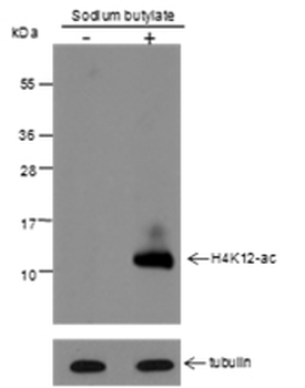 Acetyl-Histone H4 (Lys12) Rabbit Polyclonal Antibody