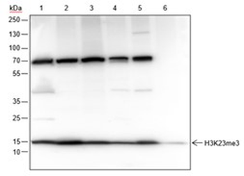 Tri-methyl-Histone H3 (Lys23) Recombinant Rabbit Monoclonal Antibody
