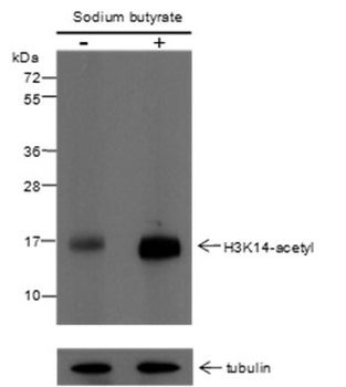 Acetyl-Histone H3 (Lys14) Mouse Monoclonal Antibody