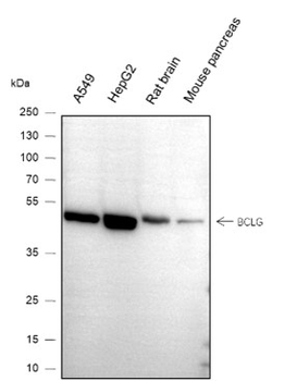 BCLG Recombinant Mouse Monoclonal Antibody