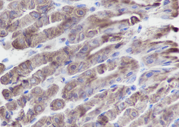 BCLG Recombinant Mouse Monoclonal Antibody