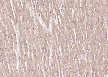 MFN1 Recombinant Mouse Monoclonal Antibody