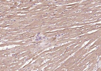 MFN1 Recombinant Mouse Monoclonal Antibody