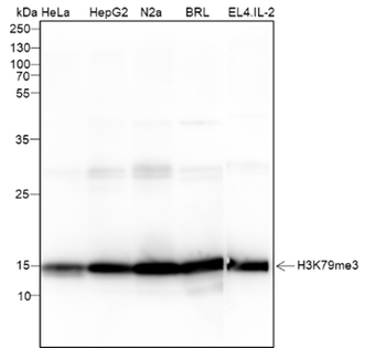 Di-Methyl-Histone H3 (Lys79) Recombinant Mouse Monoclonal Antibody