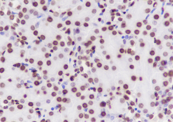 Di-Methyl-Histone H3 (Lys79) Recombinant Mouse Monoclonal Antibody