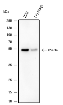 GSK3A Rabbit Polyclonal Antibody