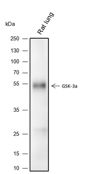 GSK3A Rabbit Polyclonal Antibody