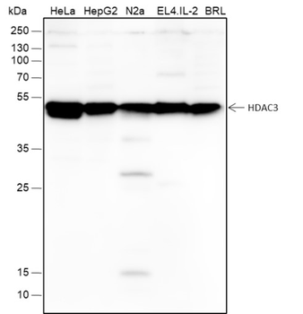 HDAC3 Mouse Monoclonal Antibody