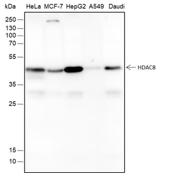 HDAC8 Mouse Monoclonal Antibody