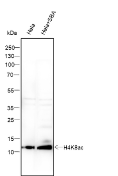 Acetyl-Histone H4 (Lys8) Mouse Monoclonal Antibody