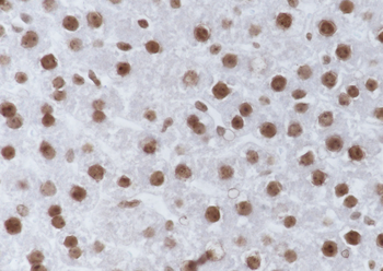 Acetyl-Histone H4 (Lys8) Mouse Monoclonal Antibody