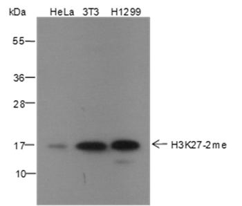 Di-Methyl-Histone H3 (Lys27) Rabbit Polyclonal Antibody
