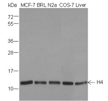 Histone H4 (NT) Mouse Monoclonal Antibody