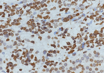 Histone H4 (NT) Mouse Monoclonal Antibody
