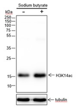 Acetyl-Histone H3 (Lys14) Rabbit Polyclonal Antibody