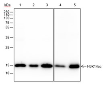 Acetyl-Histone H3 (Lys14) Rabbit Polyclonal Antibody