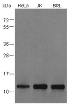 Tri-Methyl-Histone H4 (Lys20) Mouse Monoclonal Antibody