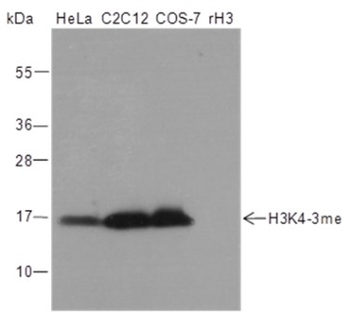 Tri-Methyl-Histone H3 (Lys4) Mouse Monoclonal Antibody