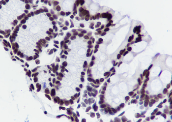 Histone H3 (NT) Recombinant Rabbit Monoclonal Antibody