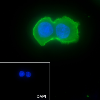 Pan Actin Recombinant Rabbit Monoclonal Antibody