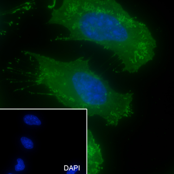 Pan Actin Recombinant Rabbit Monoclonal Antibody