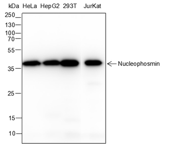Nucleophosmin Mouse Monoclonal Antibody