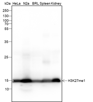 Di-Methyl-Histone H3 (Lys36) Mouse Monoclonal Antibody