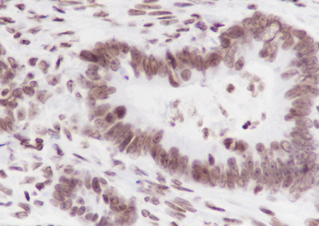 Di-Methyl-Histone H3 (Lys36) Mouse Monoclonal Antibody