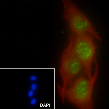 WWOX Recombinant Rabbit Monoclonal Antibody