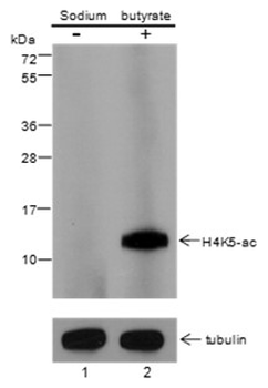Acetyl-Histone H4 (Lys5) Mouse Monoclonal Antibody