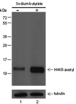 Acetyl-Histone H4 (Lys8) Mouse Monoclonal Antibody