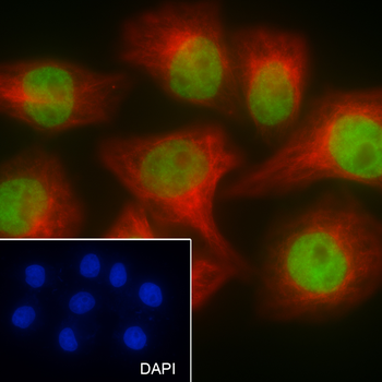 Acetyl-Histone H4 (Lys8) Mouse Monoclonal Antibody