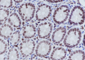 Acetyl-Histone H4 (Lys8) Mouse Monoclonal Antibody