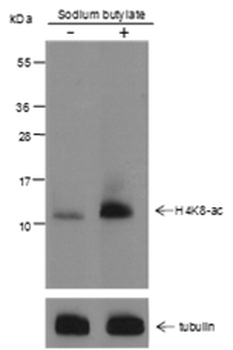 Acetyl-Histone H4 (Lys8) Rabbit Polyclonal Antibody