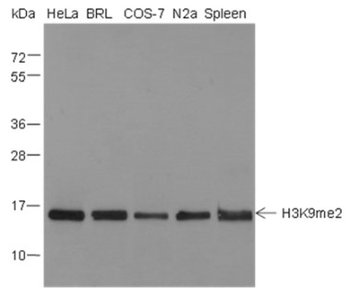 Di-Methyl-Histone H3 (Lys9) Mouse Monoclonal Antibody