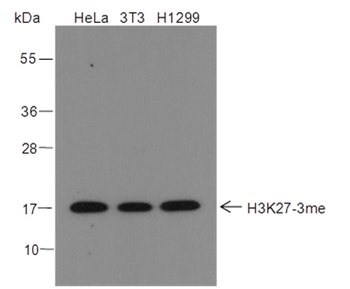 Tri-Methyl-Histone H3 (Lys27) Rabbit Polyclonal Antibody