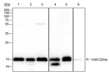 Malonyl-Histone H3 (Lys122) Recombinant Rabbit Monoclonal Antibody