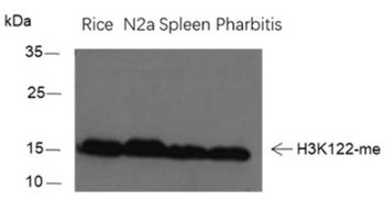 Mono-Methyl-Histone H3 (Lys122) Rabbit Polyclonal Antibody
